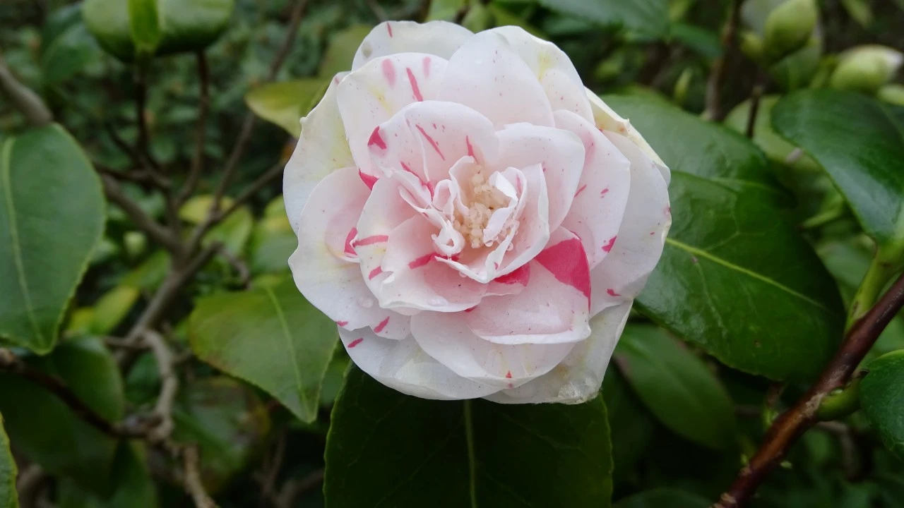 Image of C. japonica 'Tricolor'